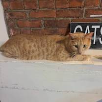 Thumbnail photo of Garfield #4