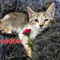 Thumbnail photo of Meadow #2