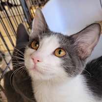 Thumbnail photo of Octavia #2