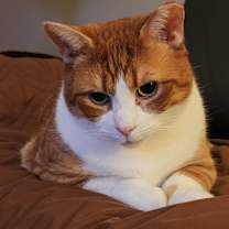 Thumbnail photo of Hemingway #2