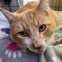 Thumbnail photo of Sampson #3