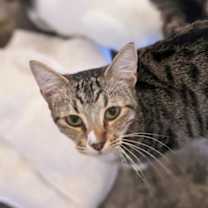 Thumbnail photo of Toby #3