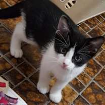 Thumbnail photo of Carson #3