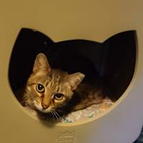 Thumbnail photo of Snickers #2