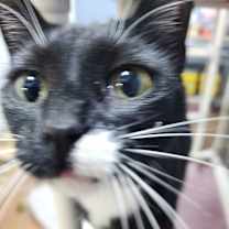 Thumbnail photo of Mara #2