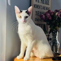 Thumbnail photo of Jelly bean #1