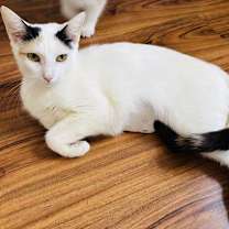 Thumbnail photo of Jelly bean #2