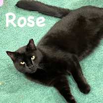 Thumbnail photo of Rose #1