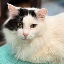 Thumbnail photo of Pirate #1