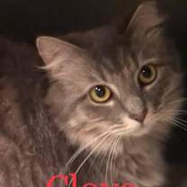 Thumbnail photo of CLOVE Cat #2