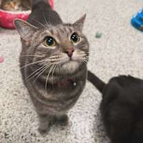 Thumbnail photo of Mr Chubbs #2