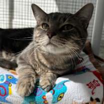 Thumbnail photo of Mr Chubbs #3