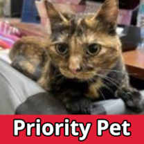 Thumbnail photo of Cayenne   *A PRIORITY PET* #1