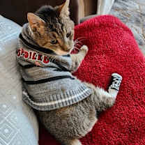 Thumbnail photo of Tony   *A PRIORITY PET* #1
