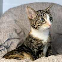 Thumbnail photo of Bailey #1