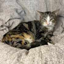 Thumbnail photo of Bailey #2