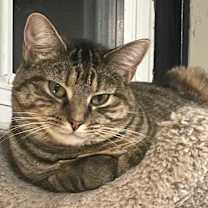 Thumbnail photo of Skye #3