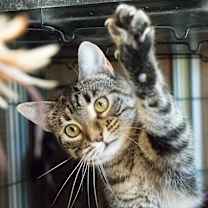 Thumbnail photo of Bagheera #1