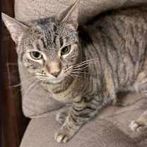 Thumbnail photo of Bagheera #2