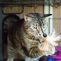 Thumbnail photo of Bagheera #3
