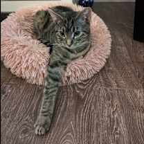 Thumbnail photo of Bagheera #4