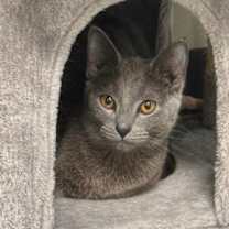 Thumbnail photo of Daphne and Velma bonded pair #2