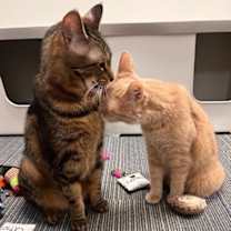 Thumbnail photo of Milo and Joy Noel bonded pair #1
