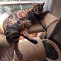 Thumbnail photo of Milo and Joy Noel bonded pair #2