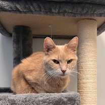 Thumbnail photo of Milo and Joy Noel bonded pair #3
