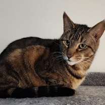 Thumbnail photo of Milo and Joy Noel bonded pair #4