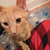 Thumbnail photo of RIP Special needs FIV + #2