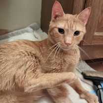 Thumbnail photo of RIP Special needs FIV + #3