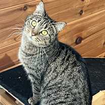 Thumbnail photo of Dottie #1
