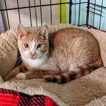 Thumbnail photo of Butter Bean #4