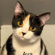 Thumbnail photo of Ava #4