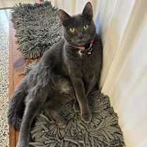 Thumbnail photo of Alice #1