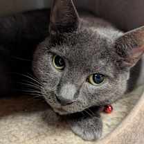 Thumbnail photo of Alice #2