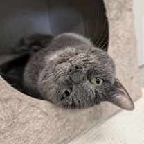 Thumbnail photo of Alice #4