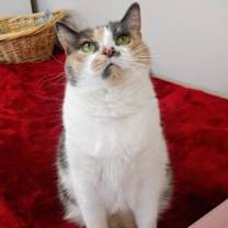 Thumbnail photo of Evangeline #1