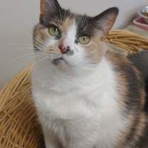 Thumbnail photo of Evangeline #3