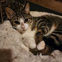 Thumbnail photo of Daphne #2