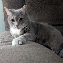 Thumbnail photo of Mittens #3
