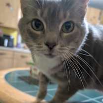 Thumbnail photo of Mittens #4