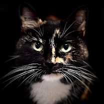 Thumbnail photo of Kit #1