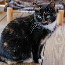 Thumbnail photo of Kit #3