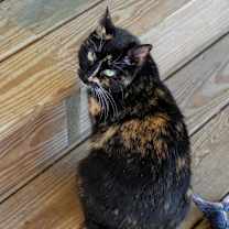 Thumbnail photo of Kit #4