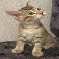 Thumbnail photo of Rascal #3