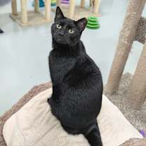 Thumbnail photo of Hershey #4