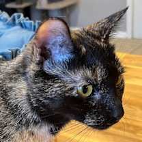 Thumbnail photo of SWEET SUE #4
