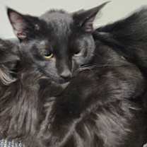 Thumbnail photo of McFluffenstein and McDoodle bonded pair #1